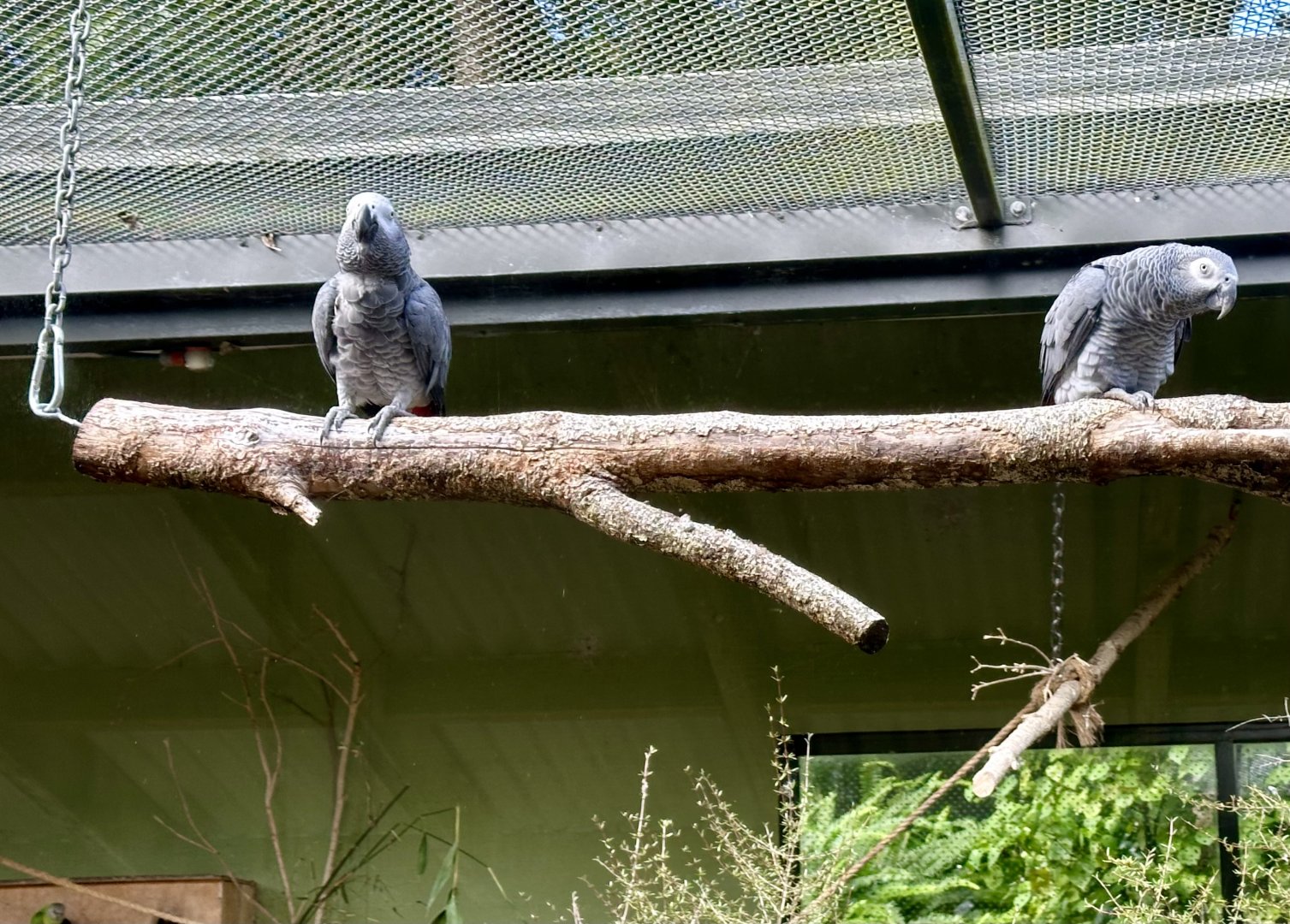 African grey parrot (Psittacus erithacus)