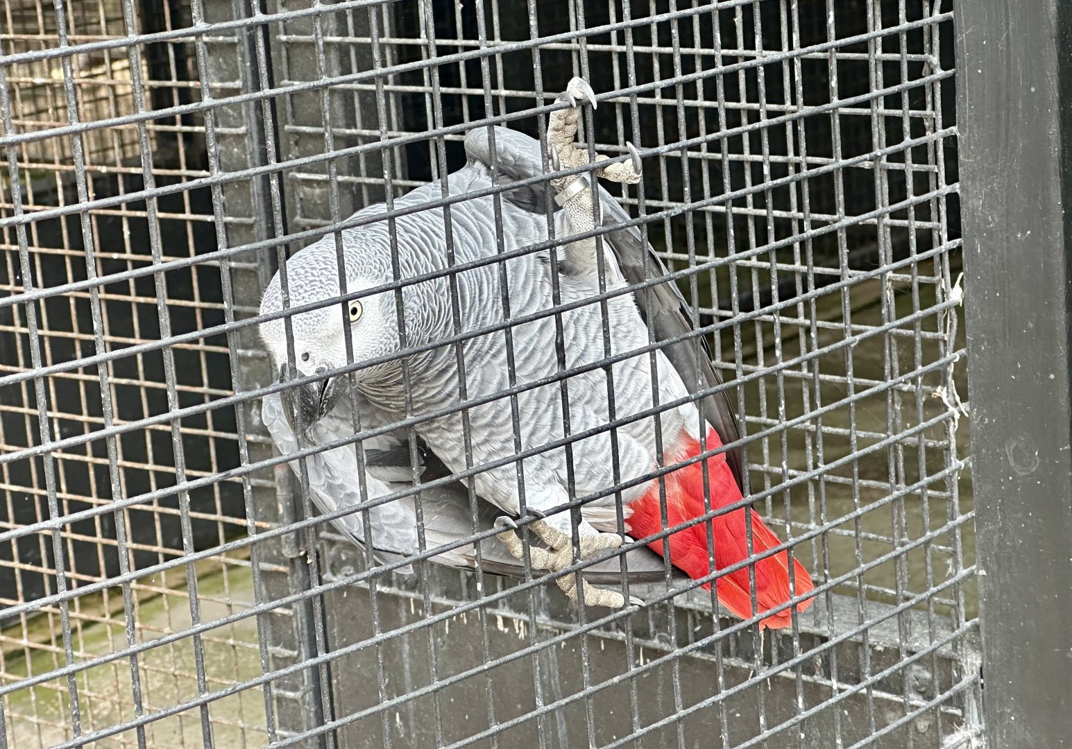 African grey parrot (Psittacus erithacus)