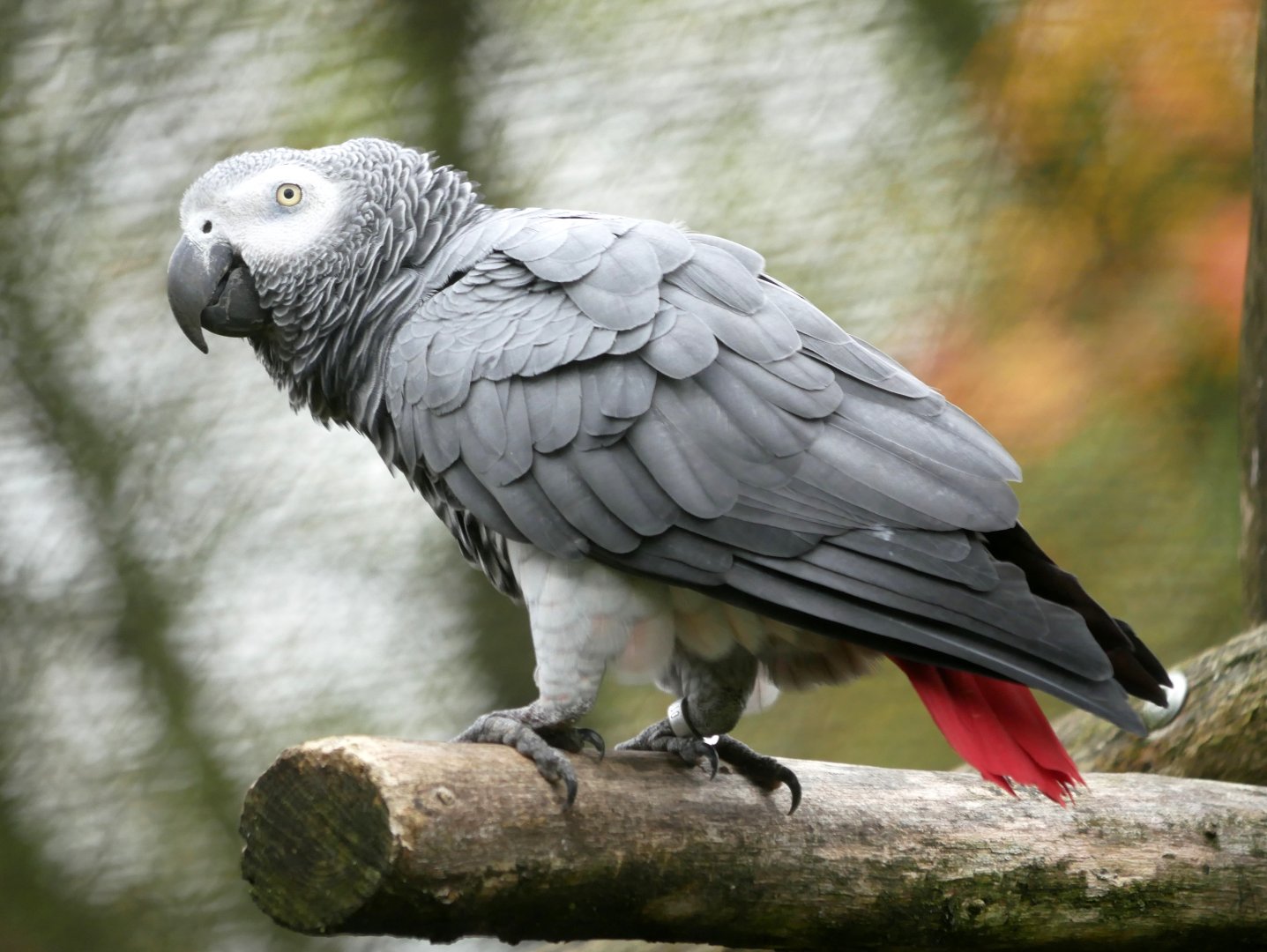 African grey parrot (Psittacus erithacus)