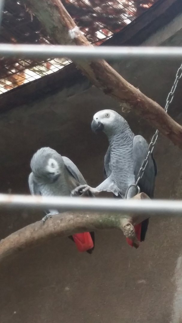 African grey parrot (Psittacus erithacus)