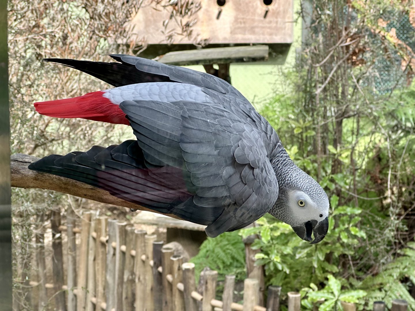 African grey parrot (Psittacus erithacus)