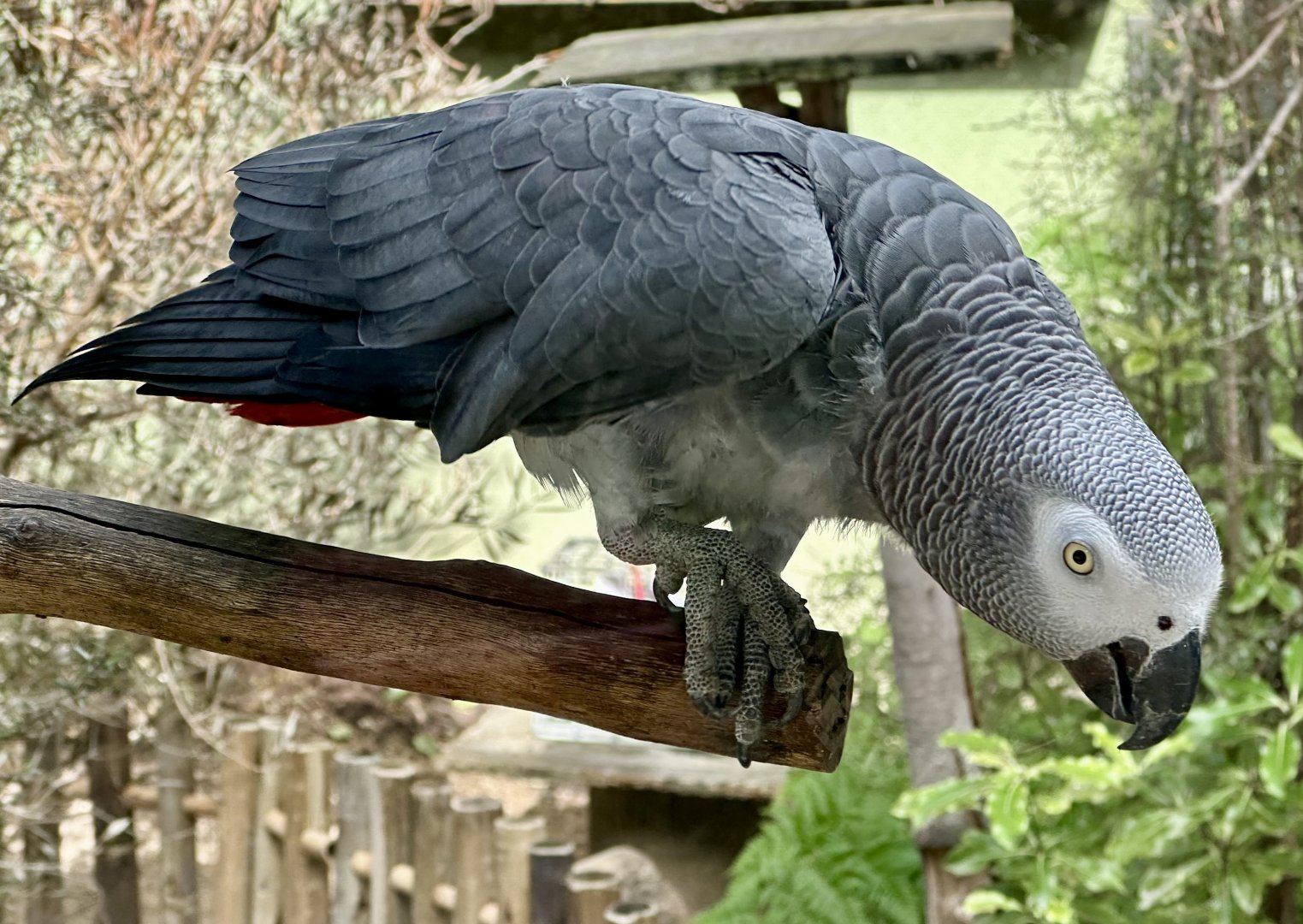 African grey parrot (Psittacus erithacus)