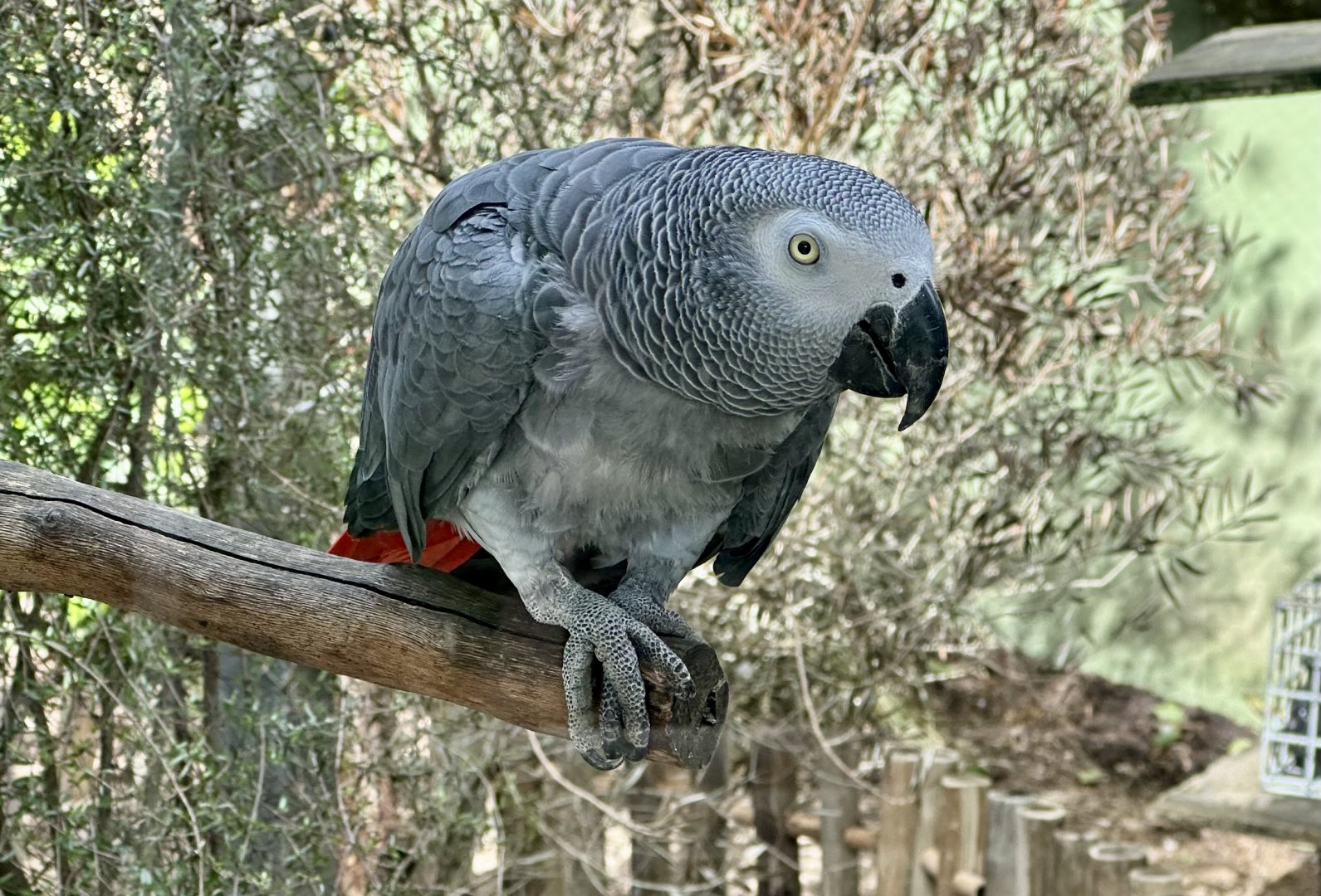 African grey parrot (Psittacus erithacus)