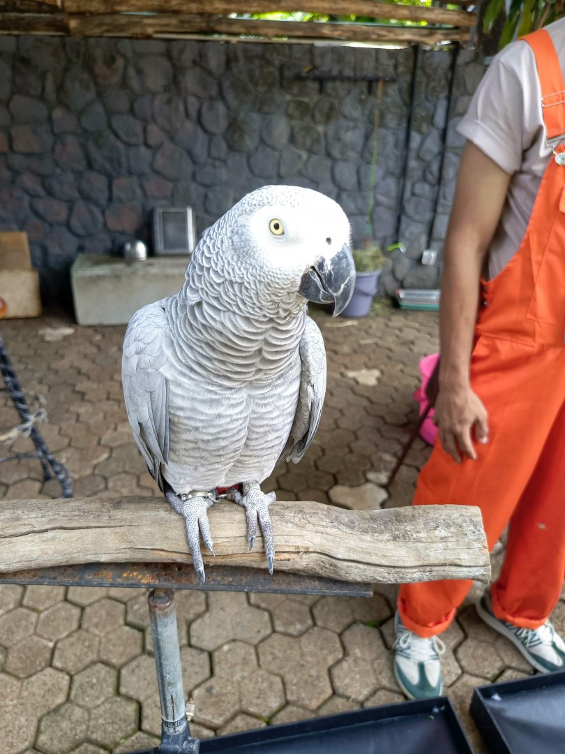 African Grey Parrot (Psittacus erithacus)