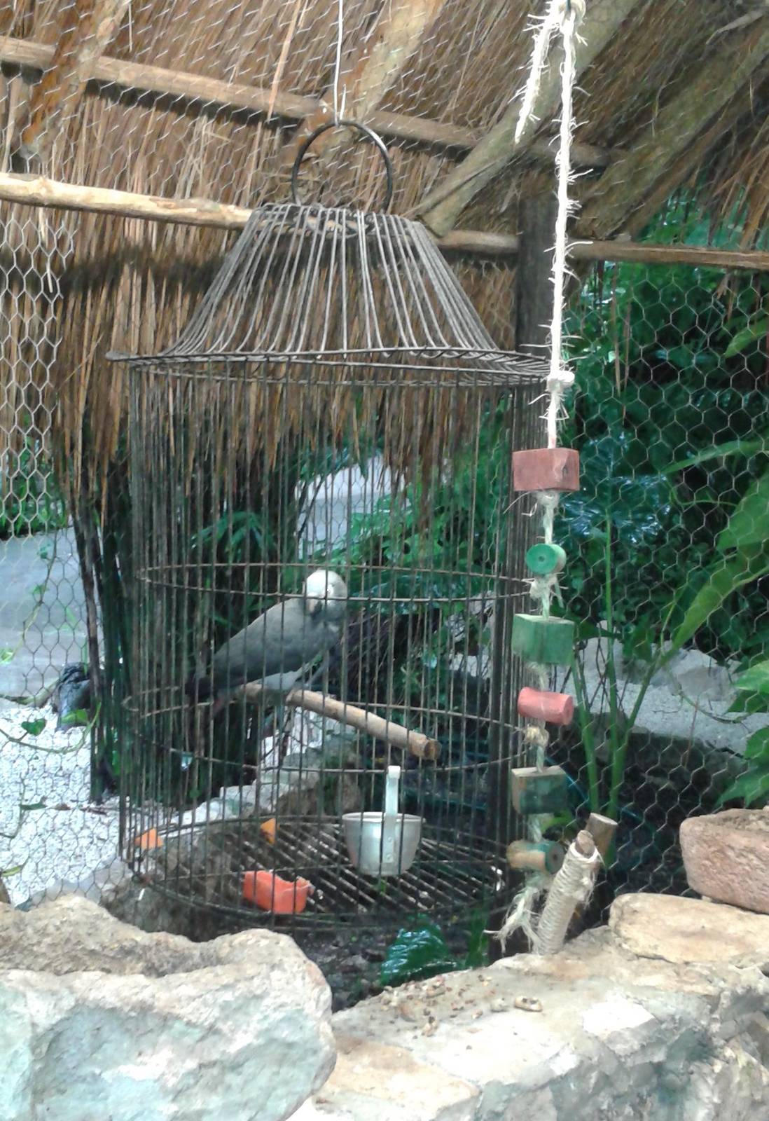 African grey parrot "enclosure"