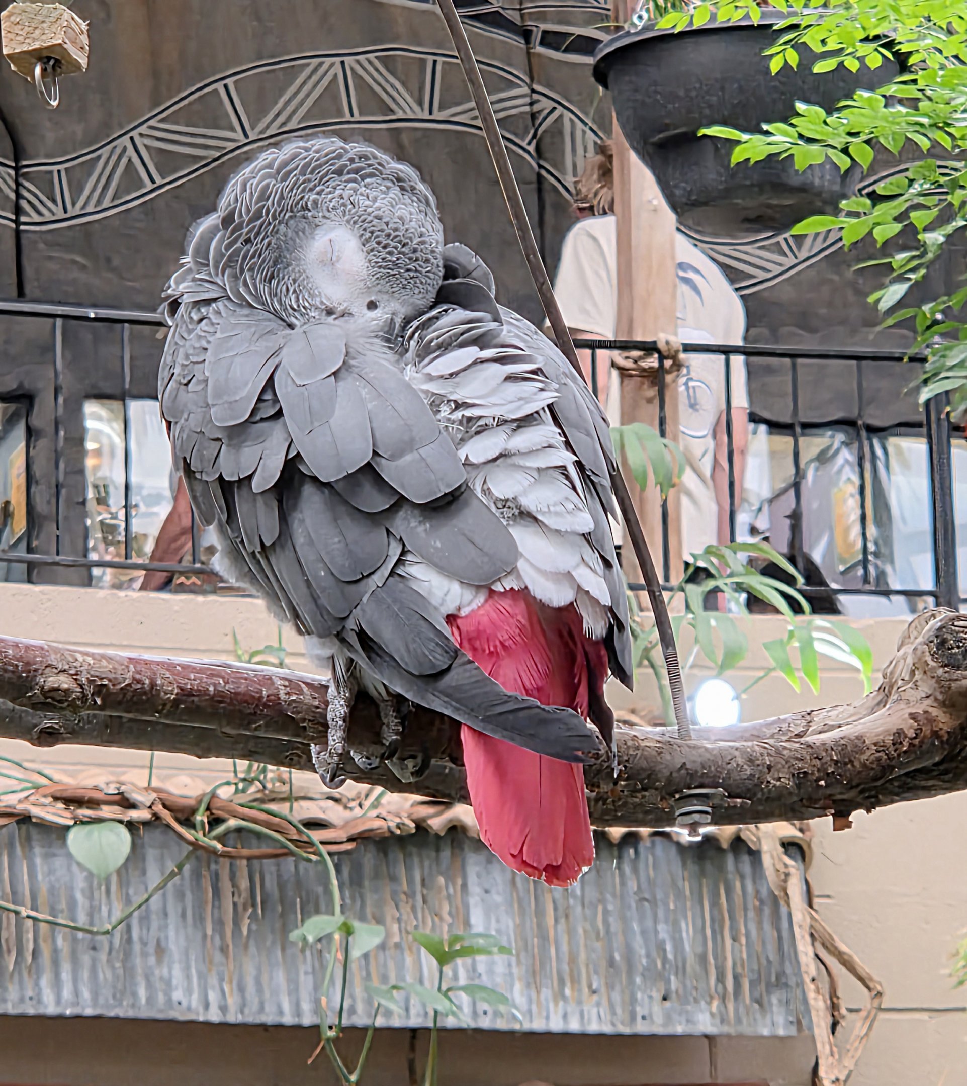 African Grey Parrot - Reptile Gardens
