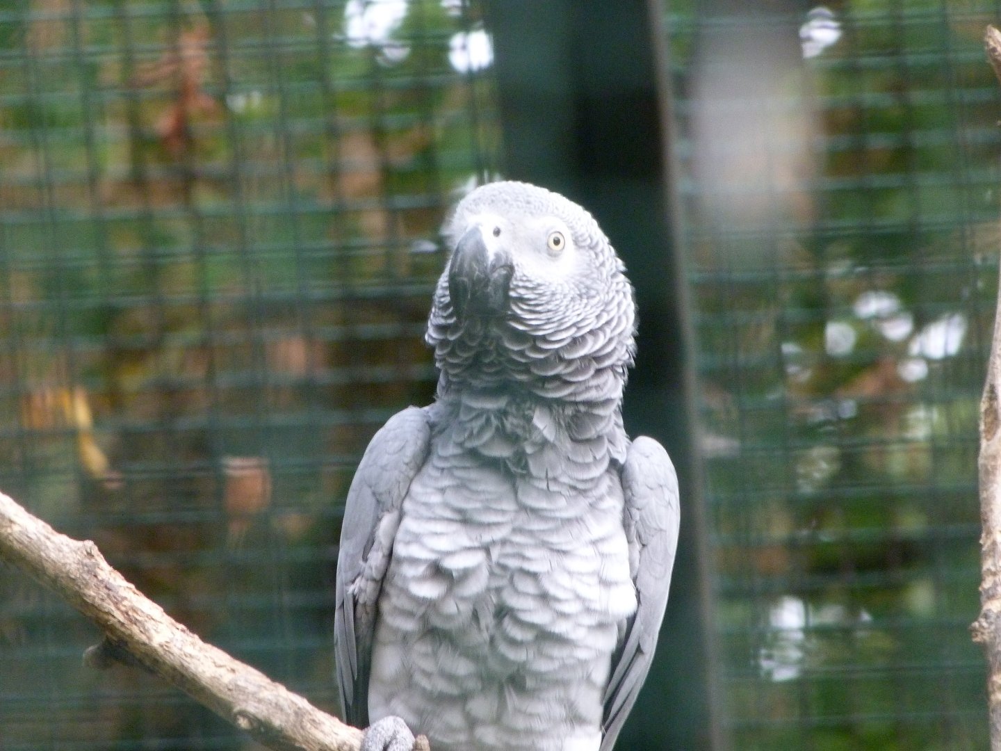 African grey parrot -Tierpark Berlin (2024)