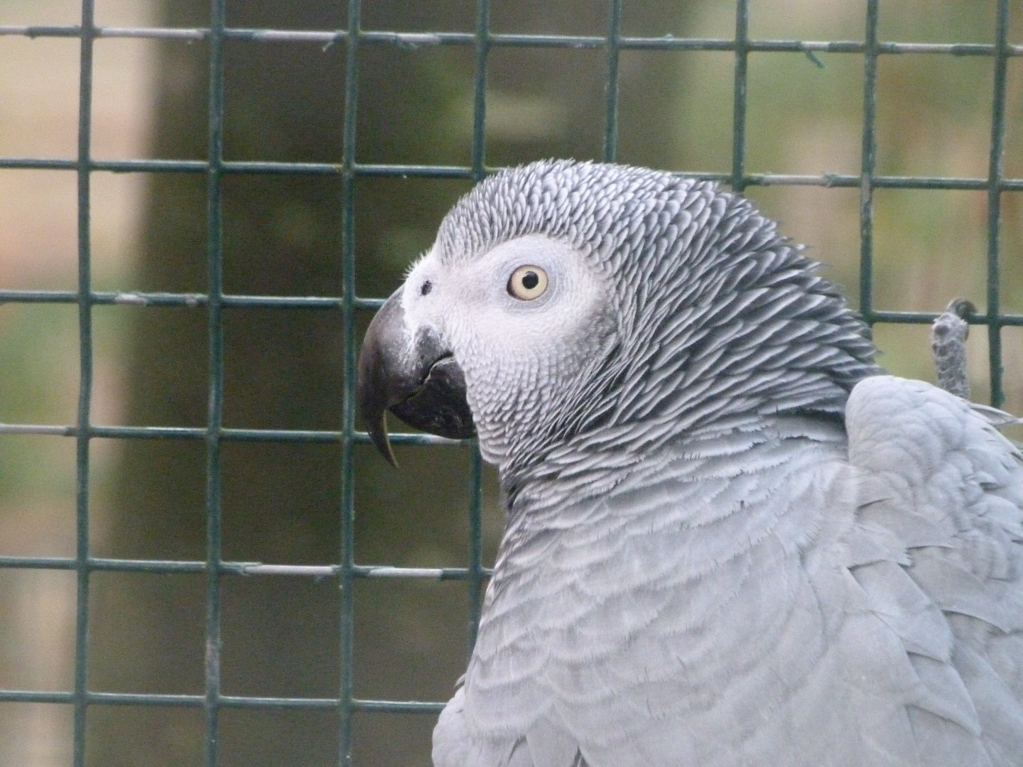 African grey parrot -Zoo de Santillana del Mar (2024)
