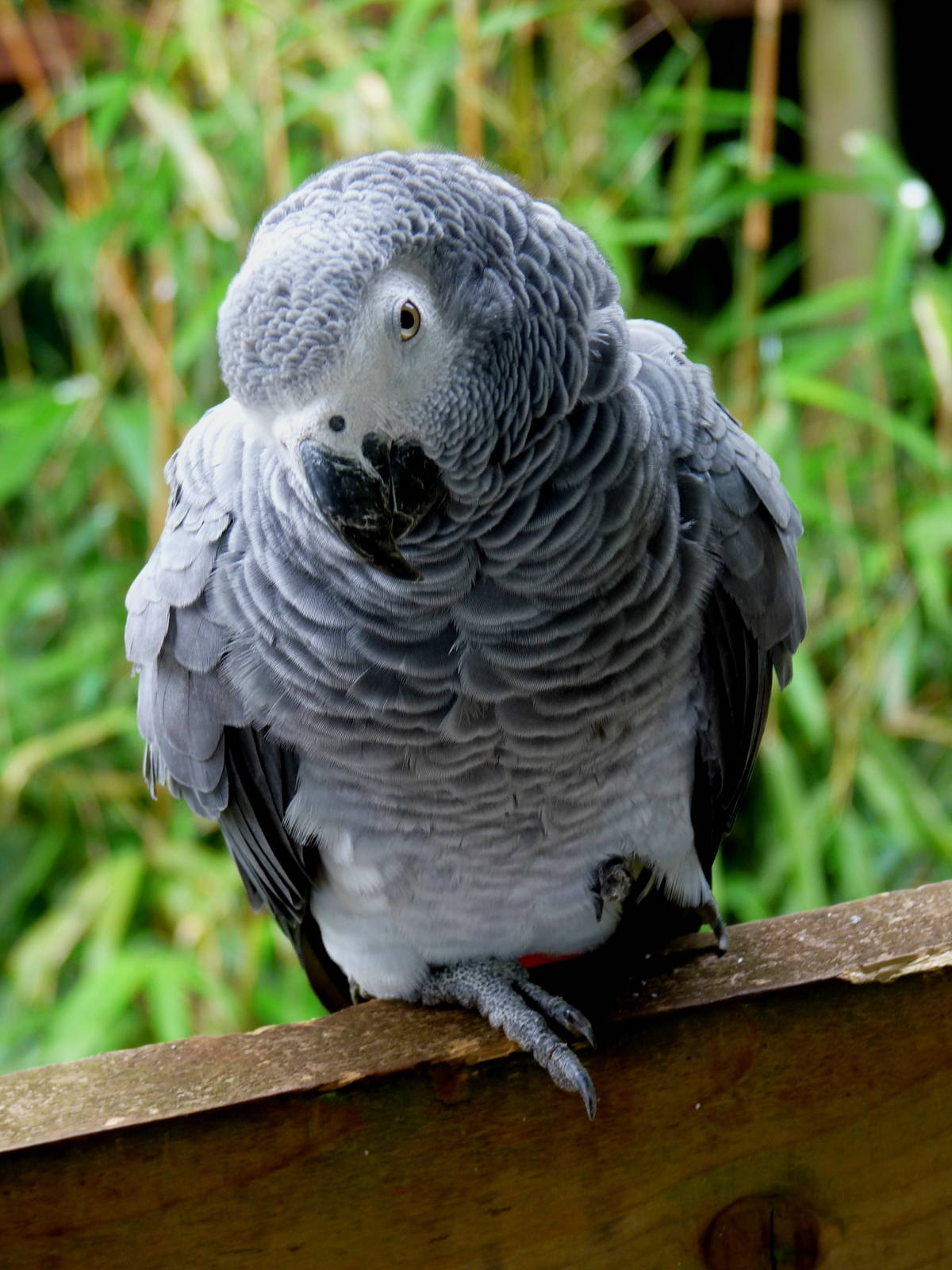 African grey parrot