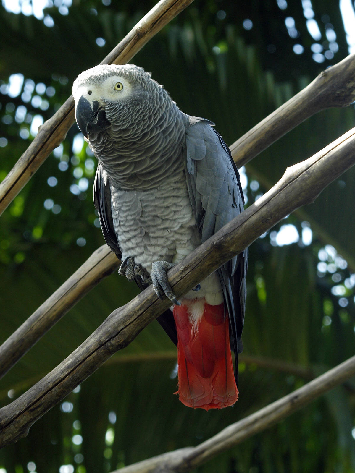 African Grey parrot