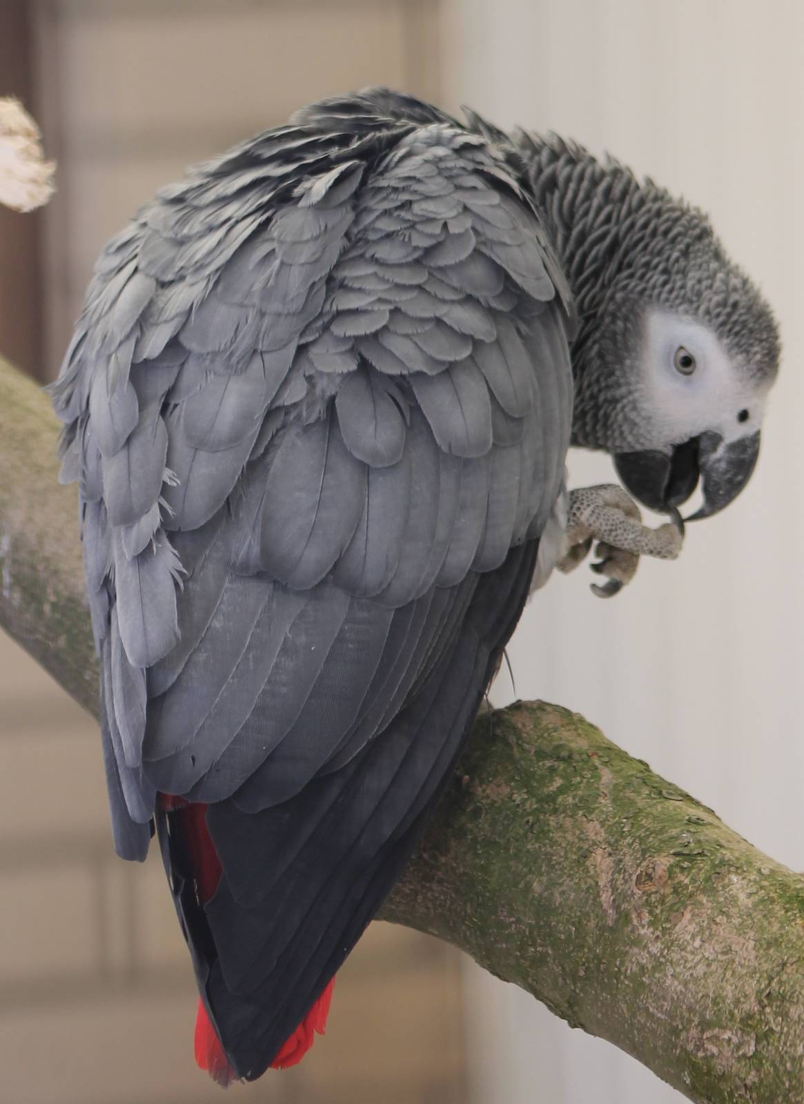 African grey parrot