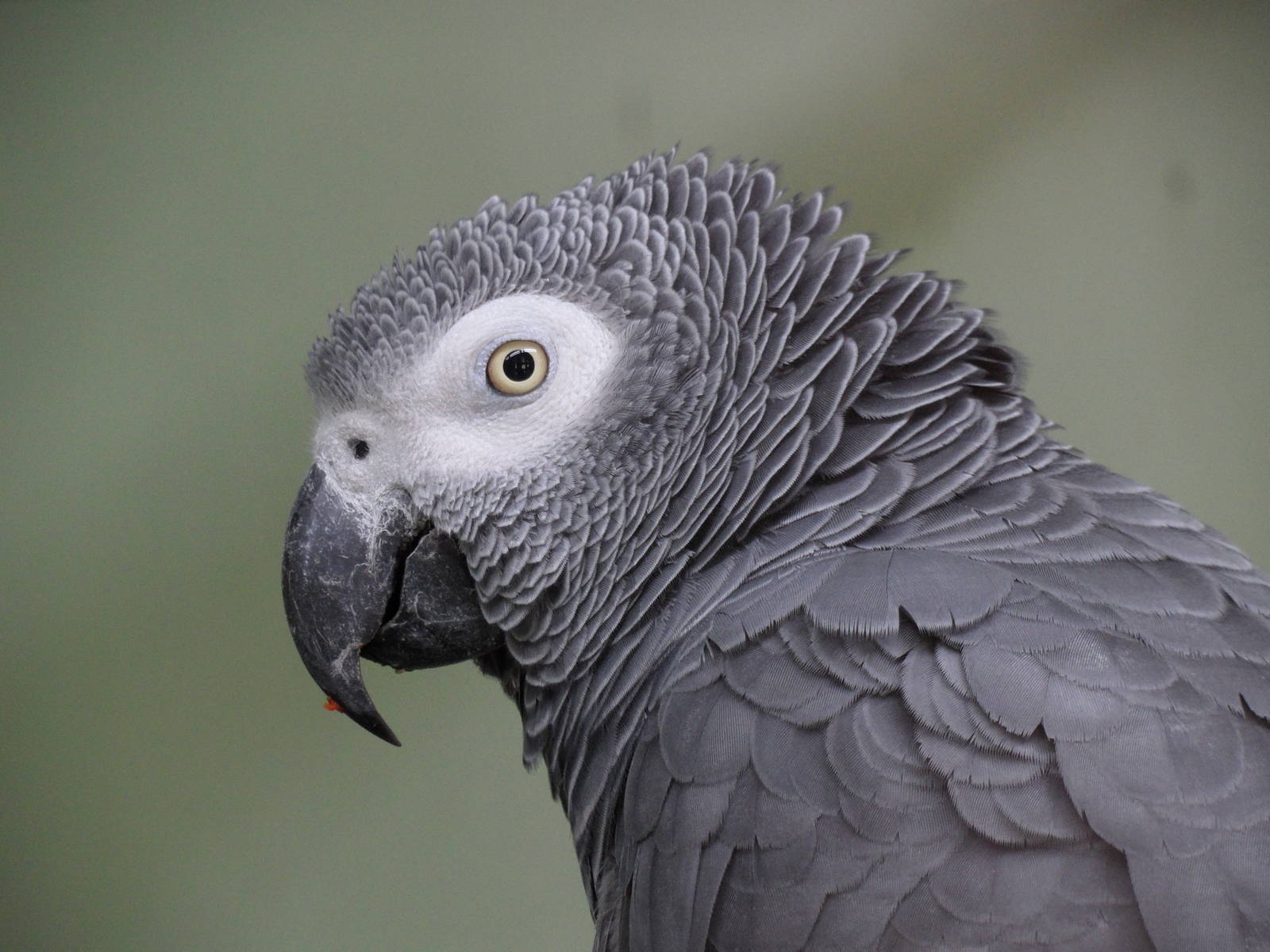 African grey parrot