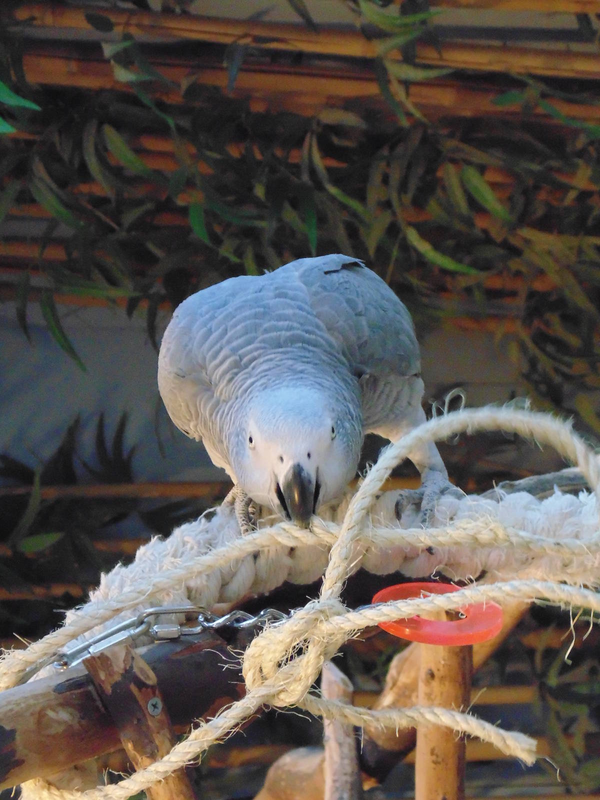 African Grey Parrot