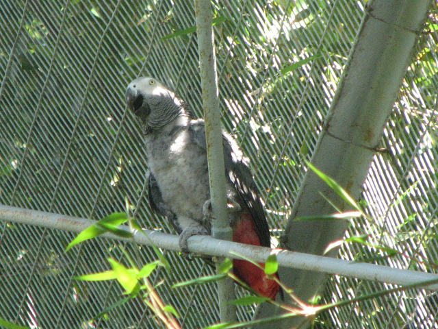 African Grey Parrot