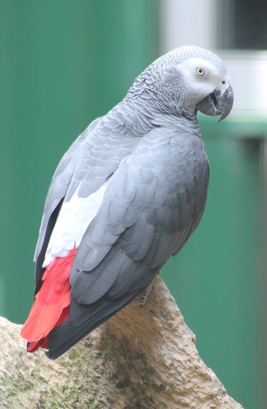 African grey parrot