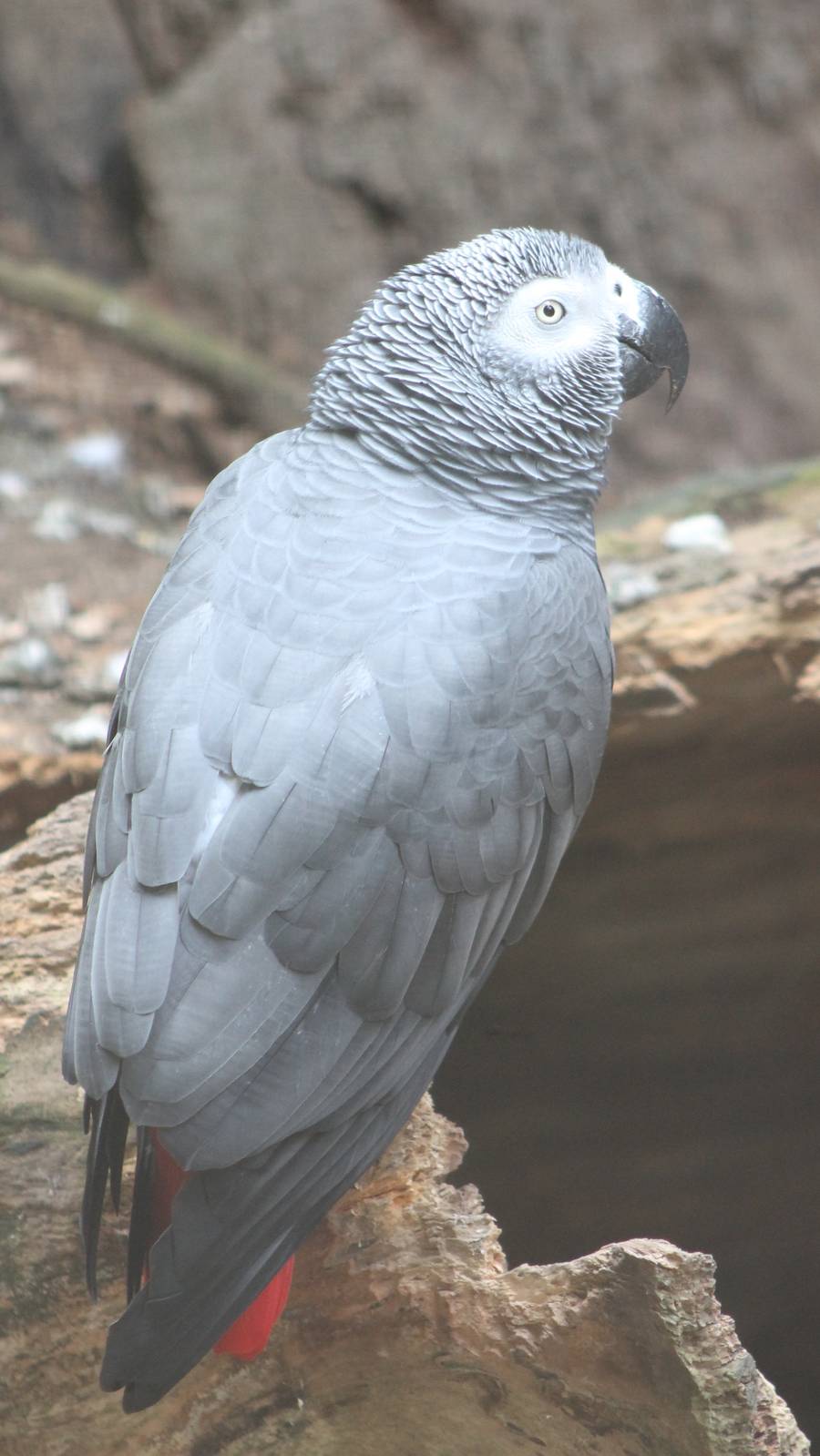 African grey parrot