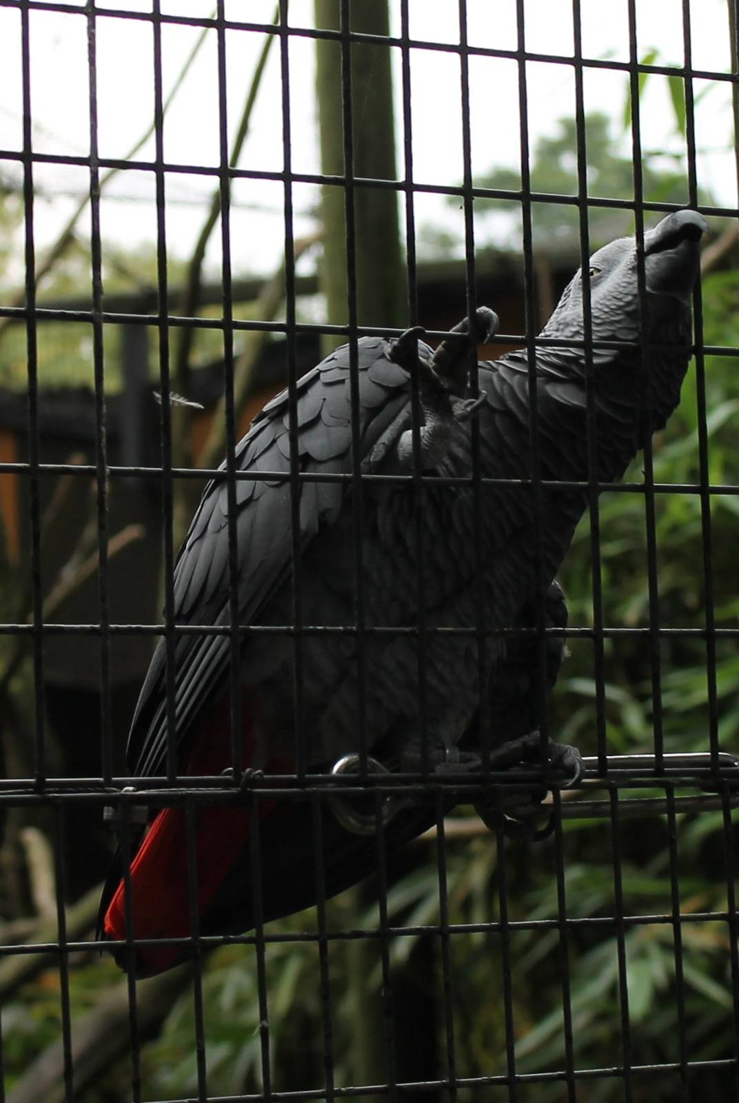 African grey parrot