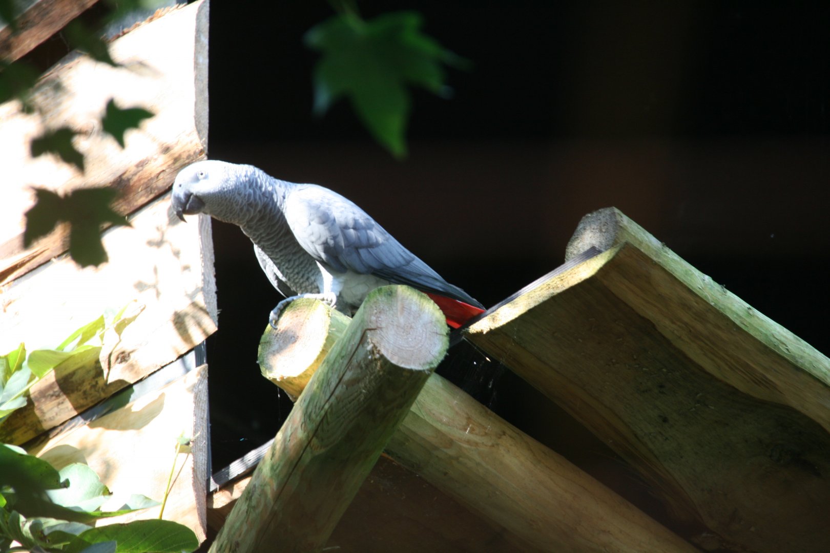 African grey parrot