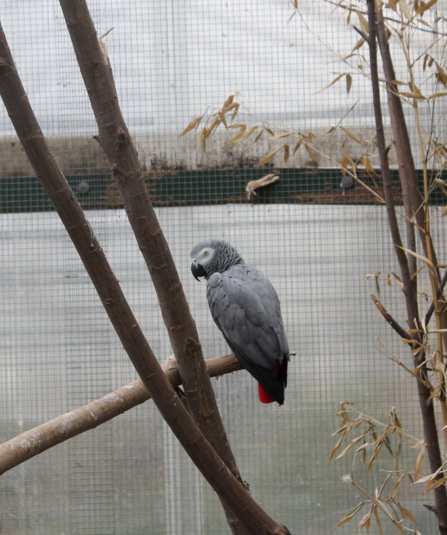 African grey parrot