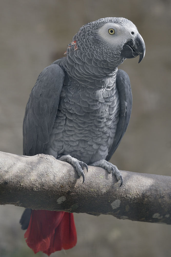 African grey parrot