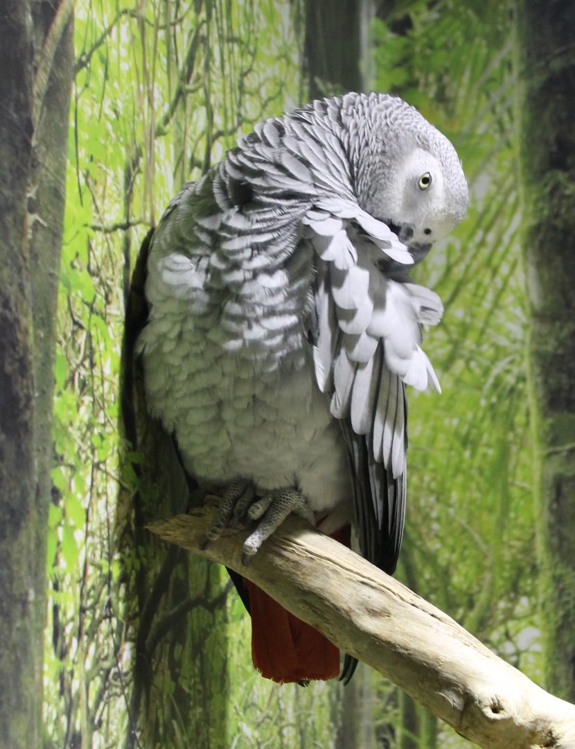 African grey parrot