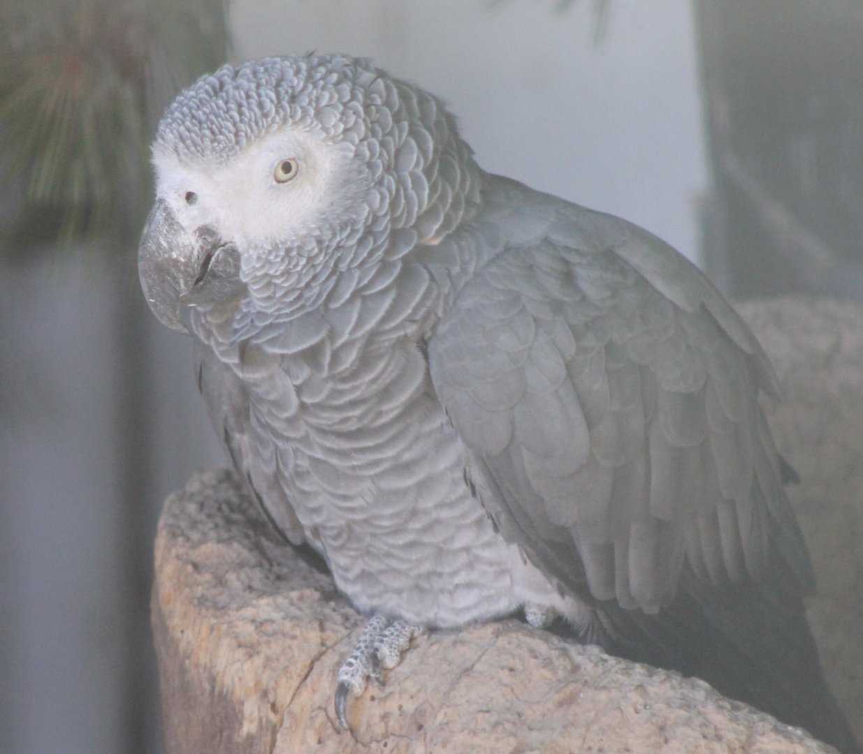 African grey parrot