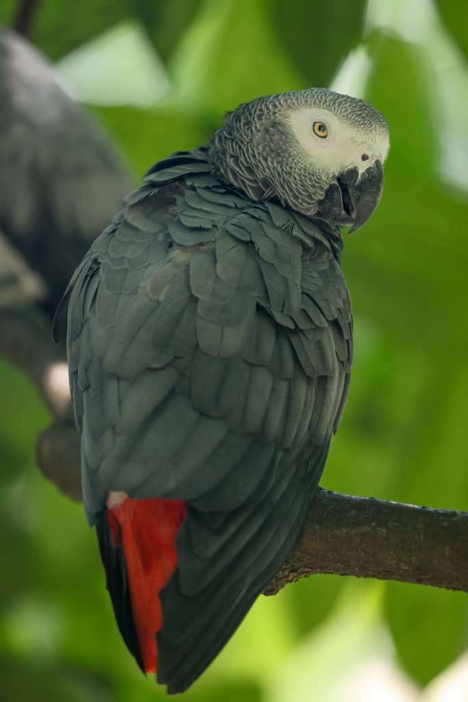 African Grey Parrot