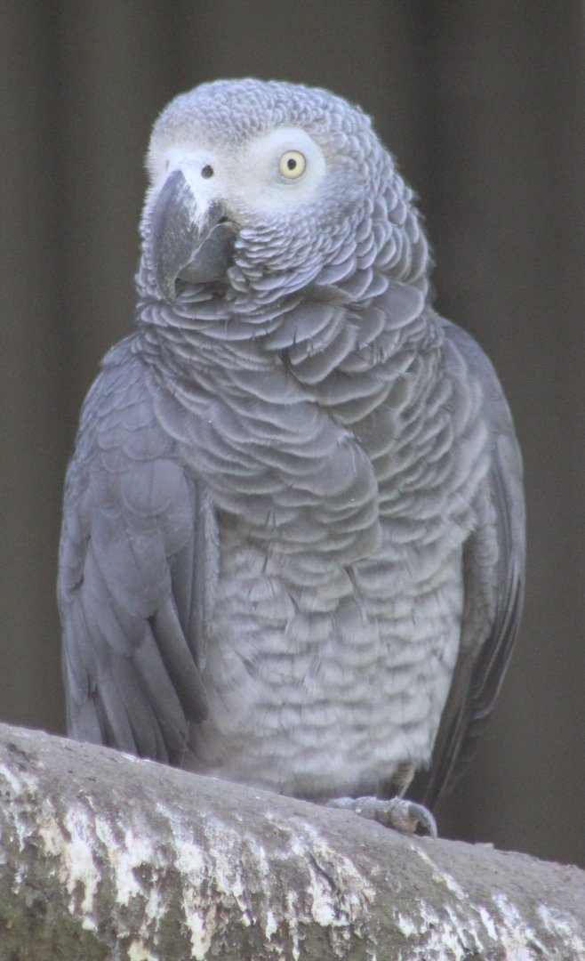 African grey parrot