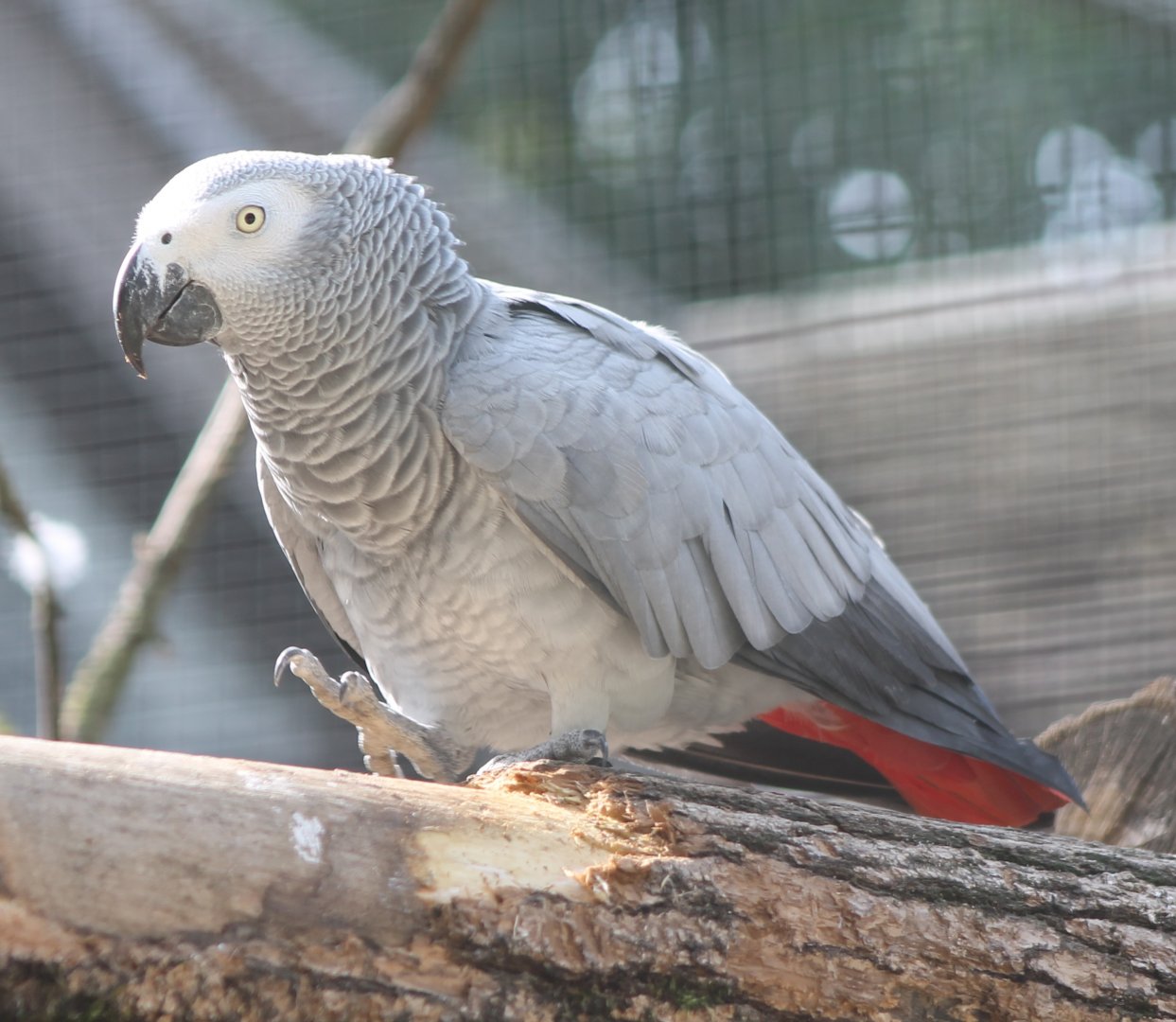 African grey parrot