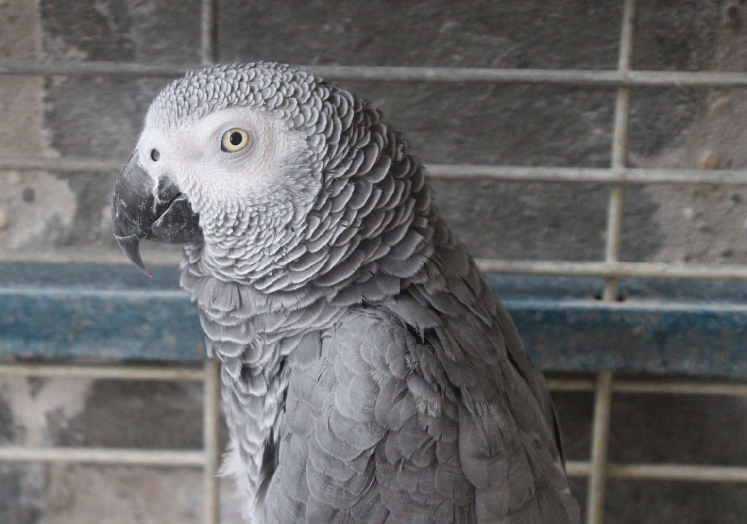 African grey parrot