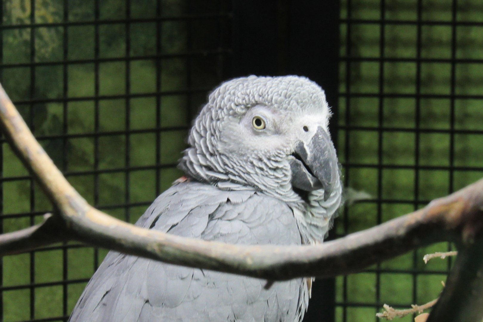 African grey parrot