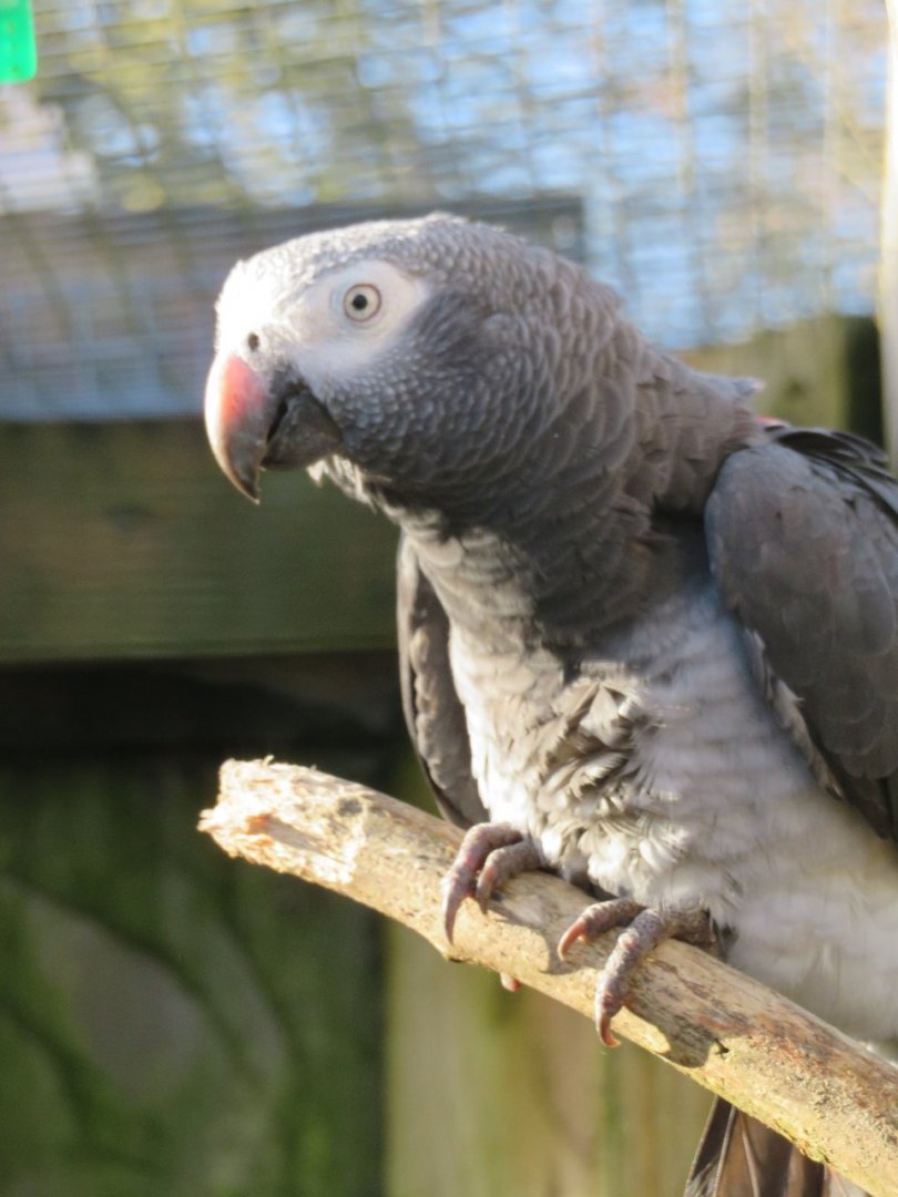 African grey parrot