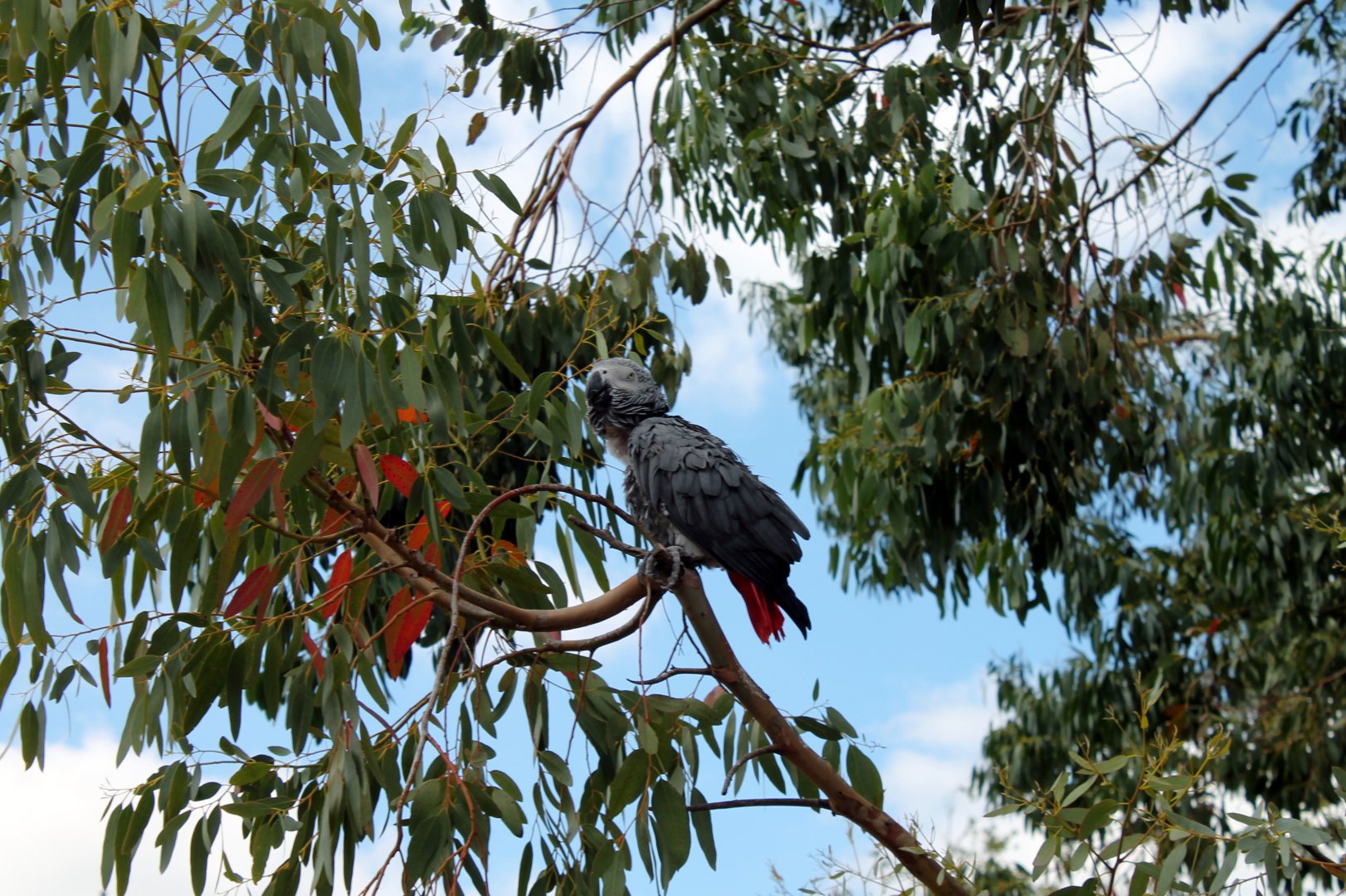 African Grey Parrot