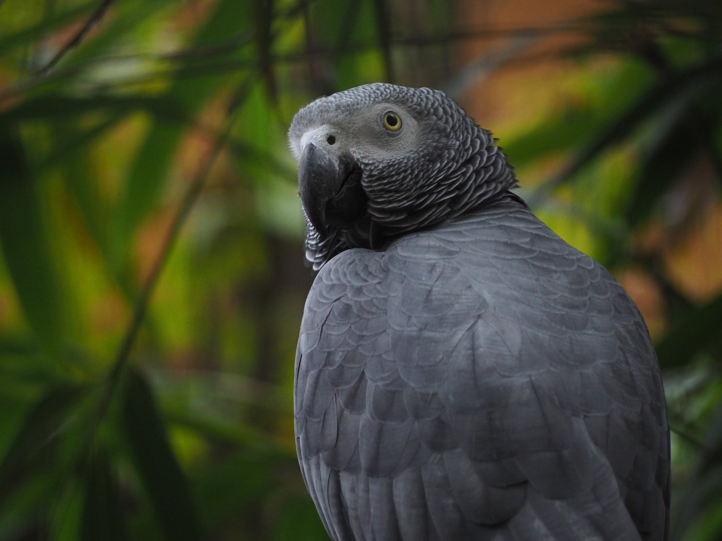 African Grey Parrot