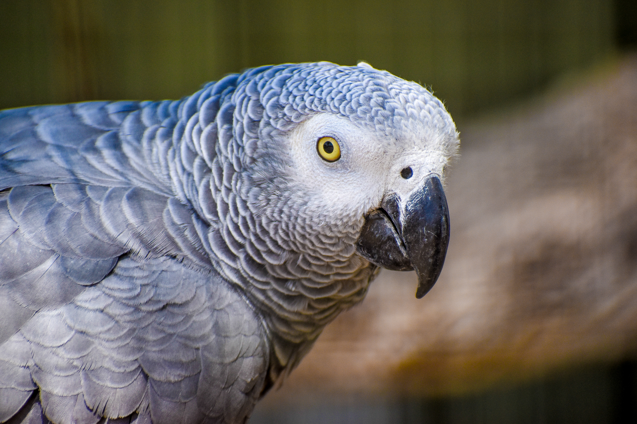 African Grey Parrot