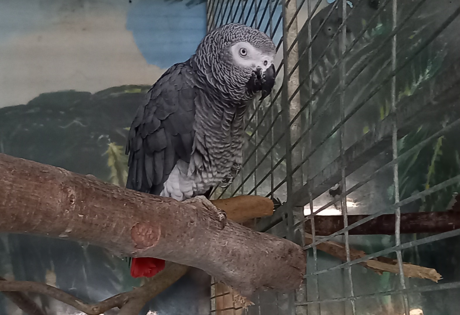 African grey parrot