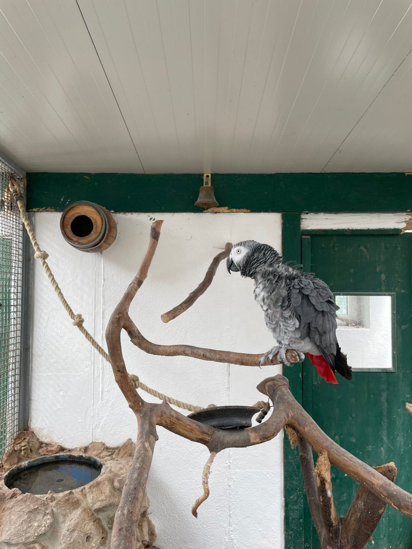 African grey Parrot