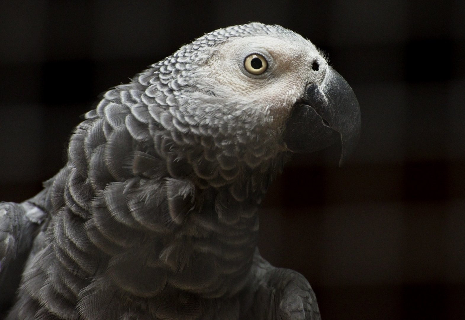 African Grey parrot