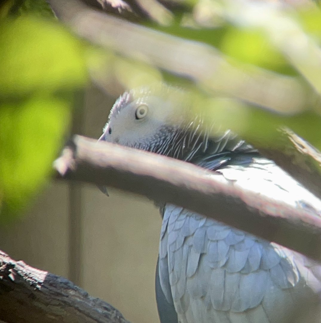 African Grey Parrot