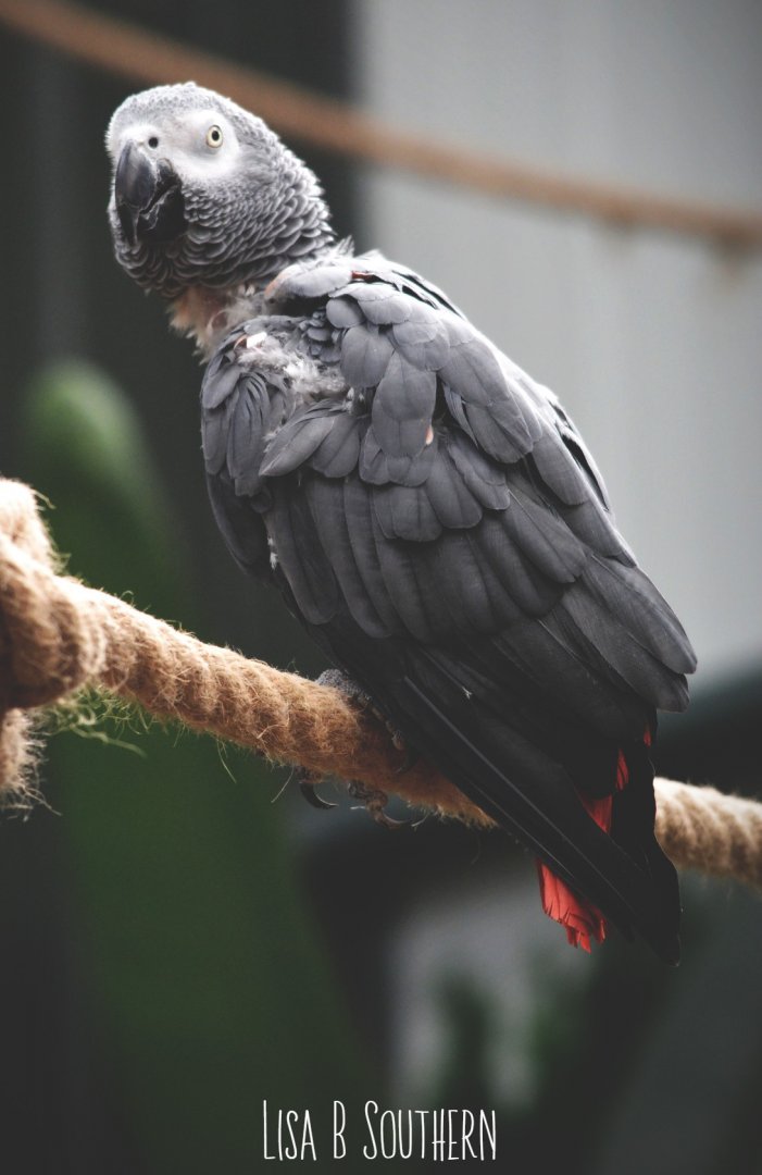 African grey parrot