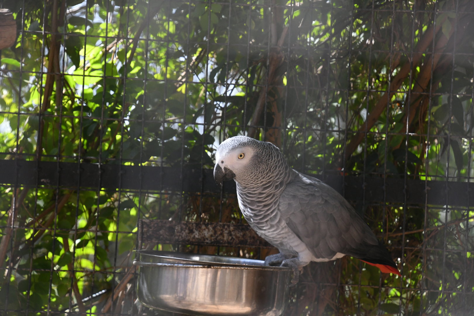 African Grey Parrot
