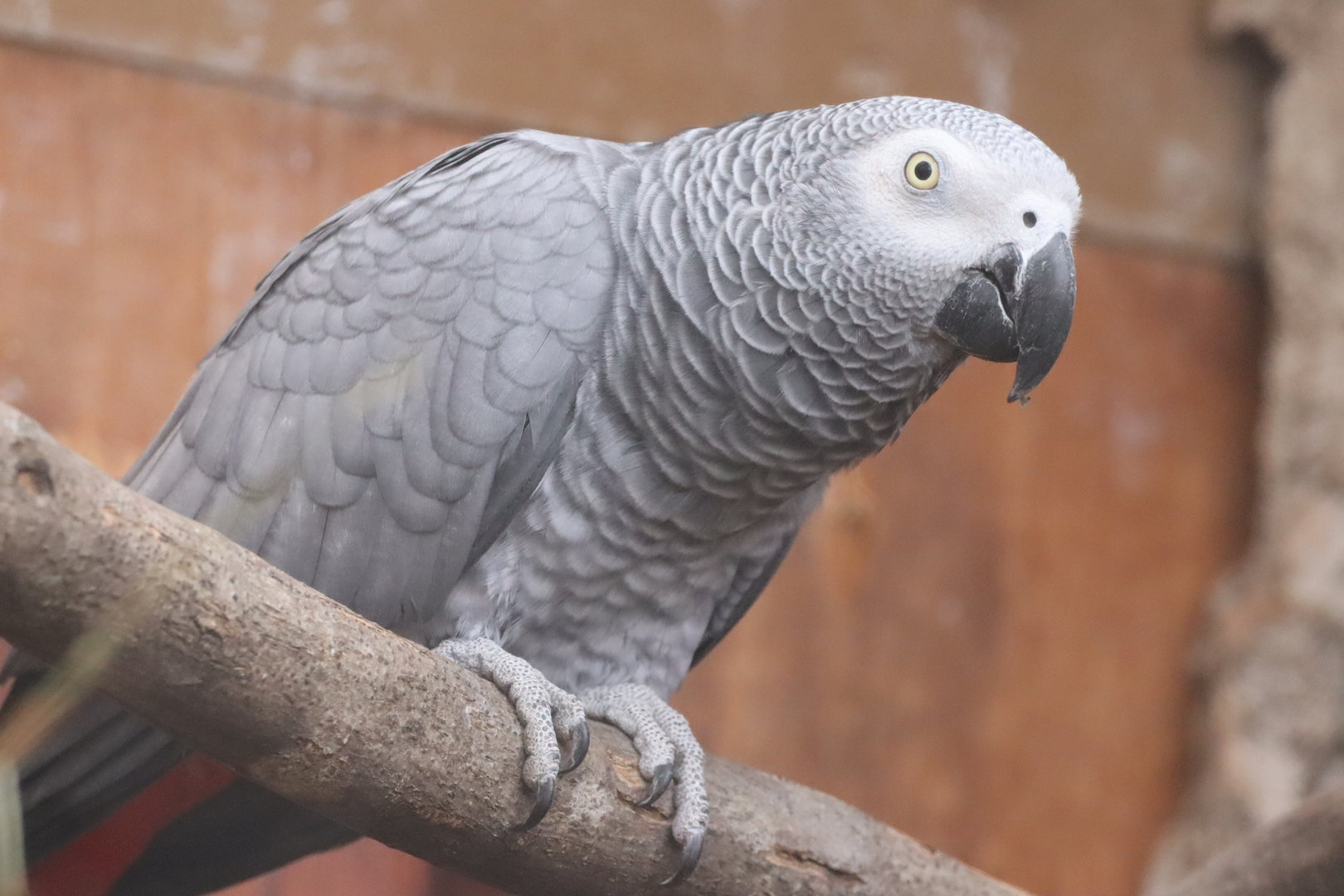 African Grey Parrot