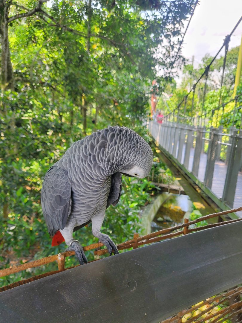 African grey parrot