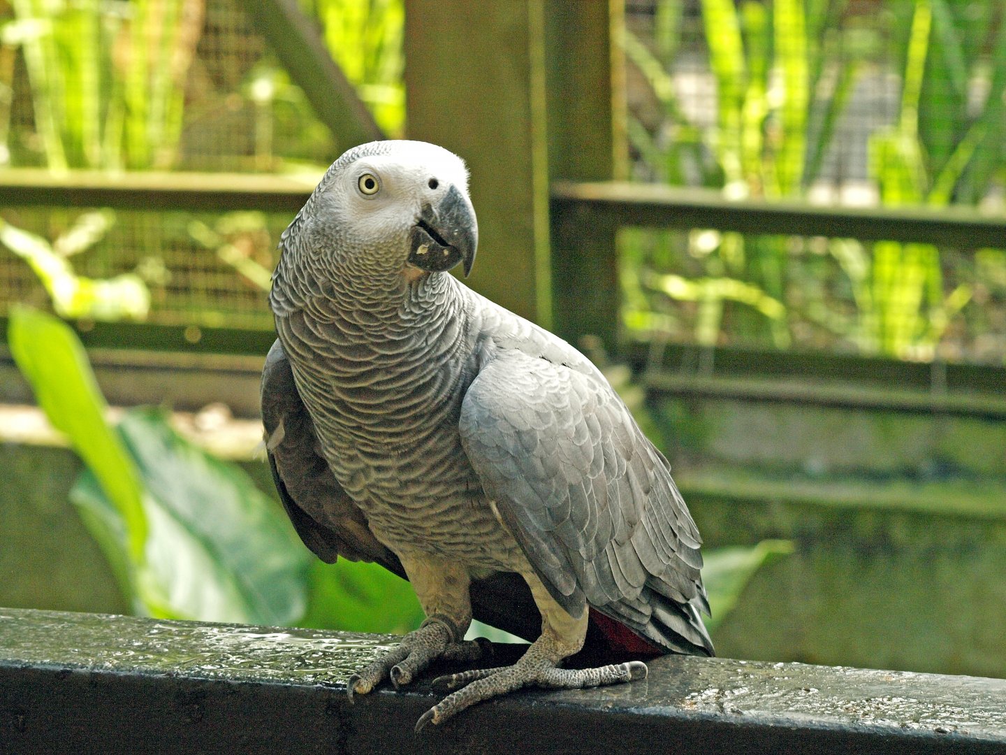 African grey parrot