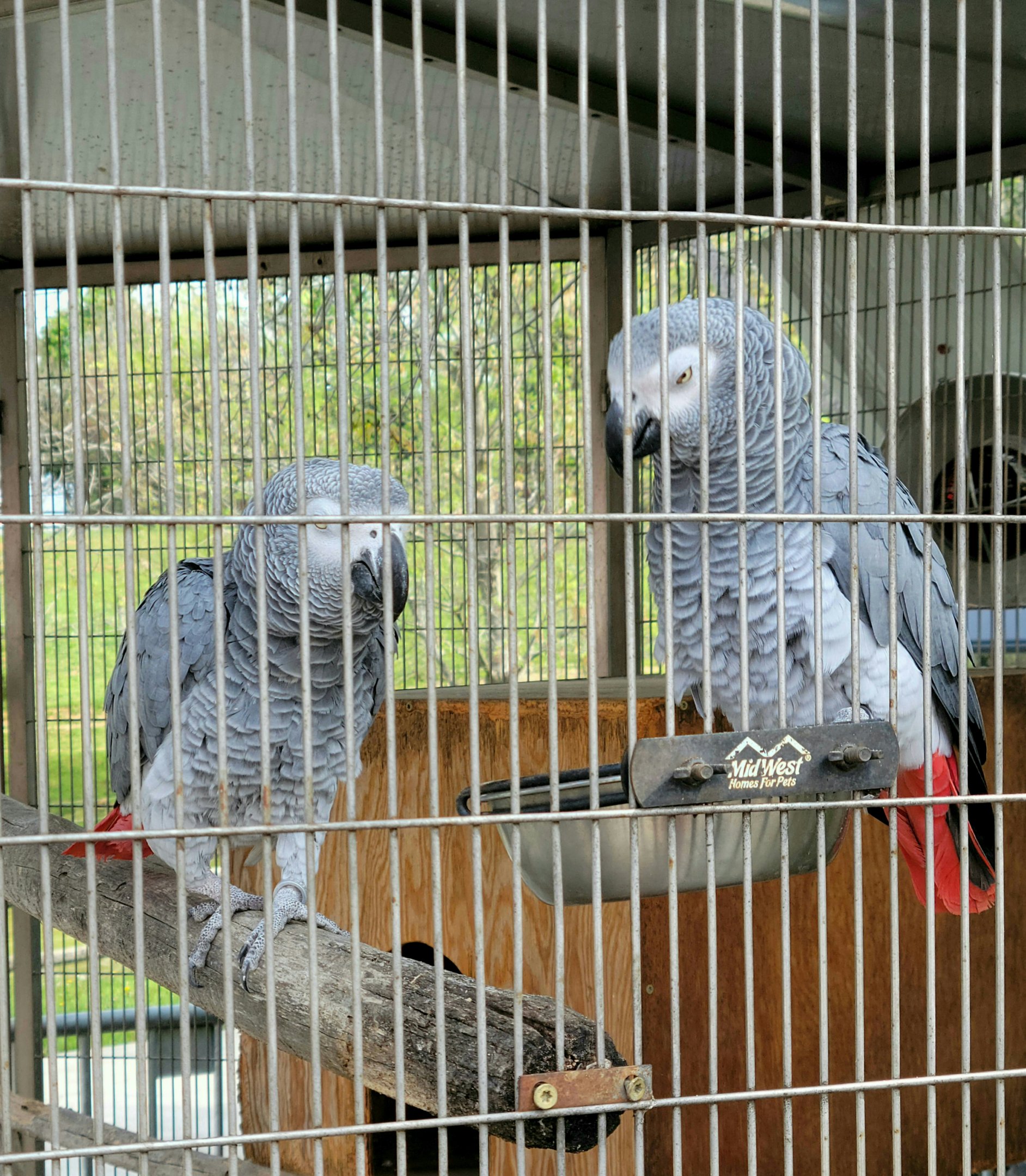 African Grey Parrot