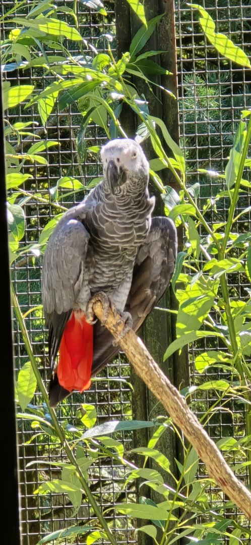 African grey parrot