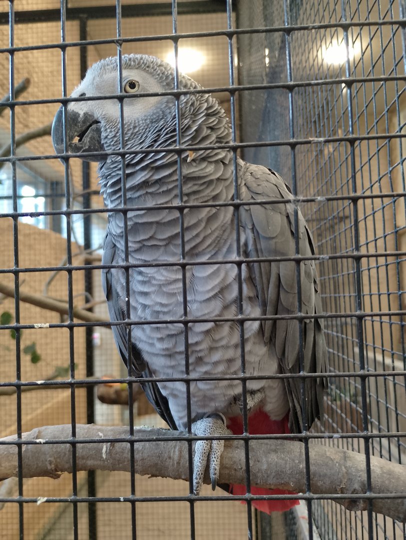 African grey parrot