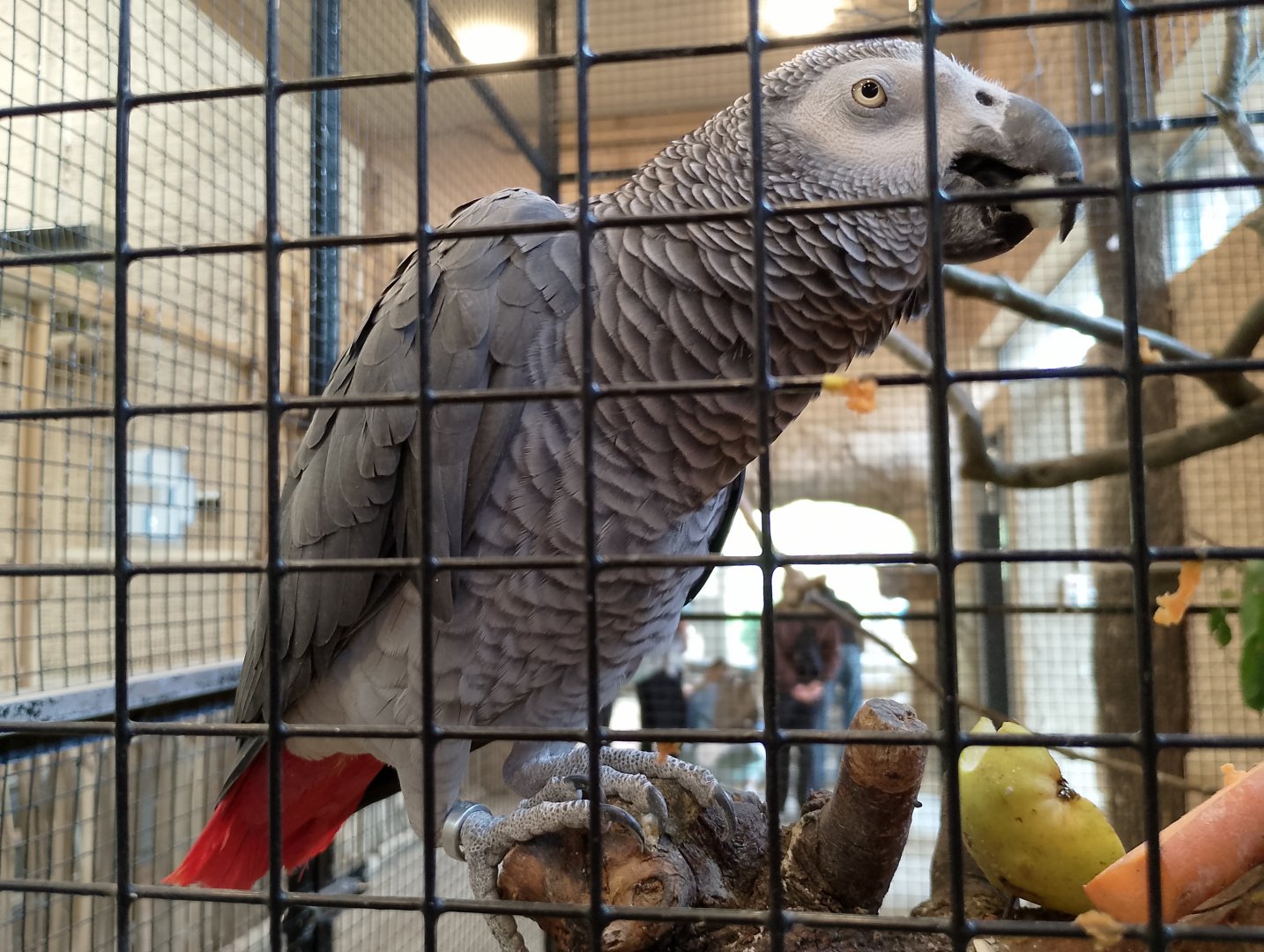 African grey parrot