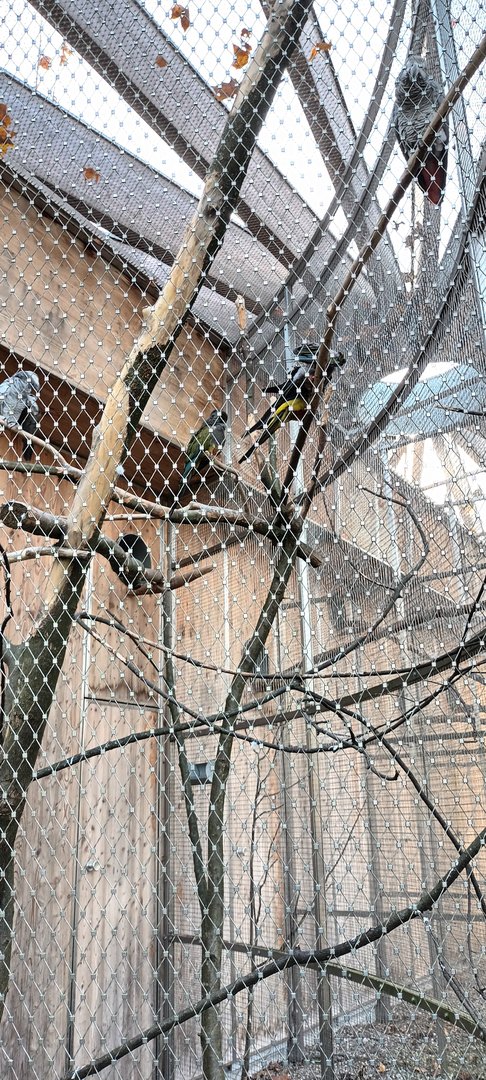 African grey Parrots and Patagonian Conures