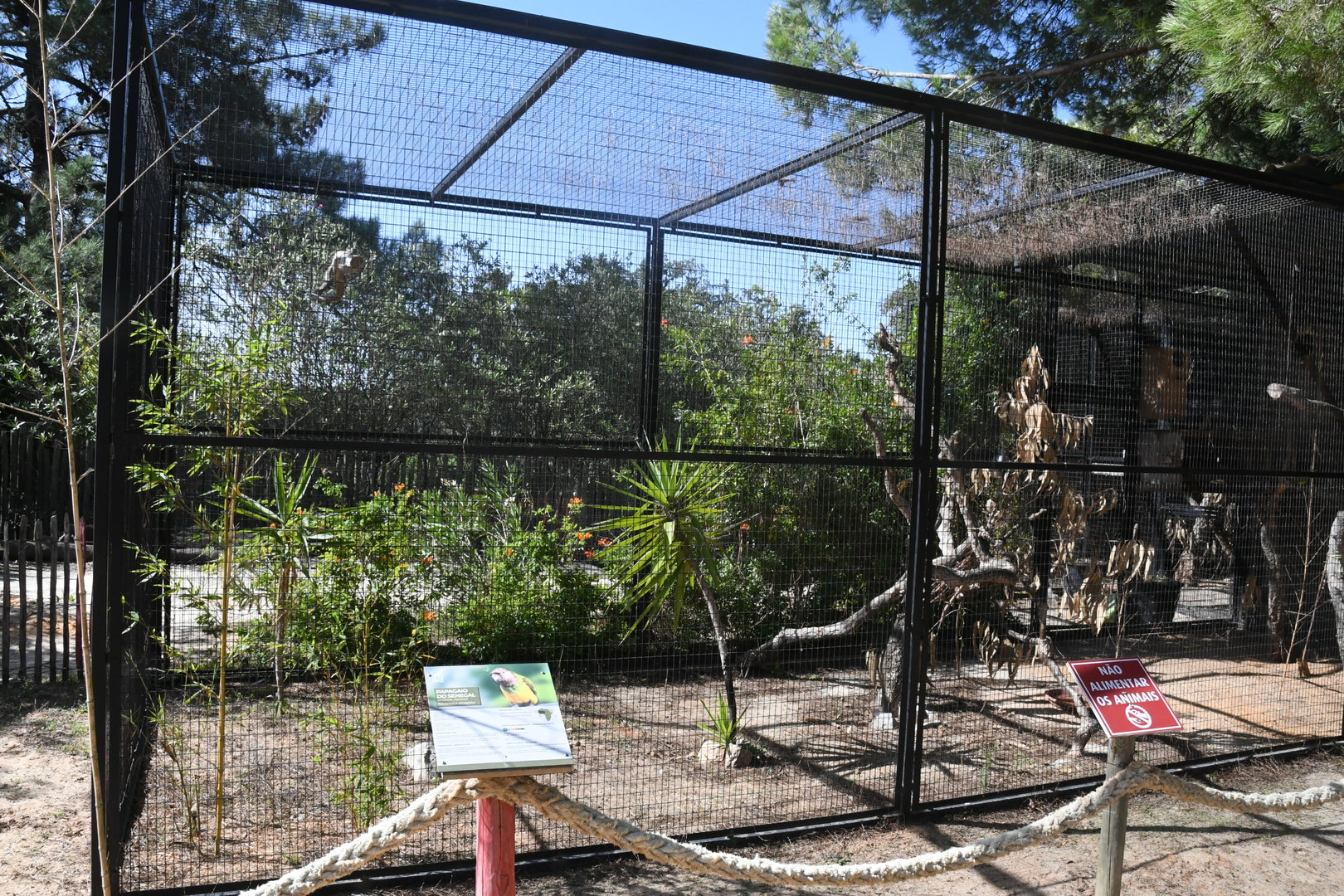 African Grey Parrots and Senegal Parrots cage